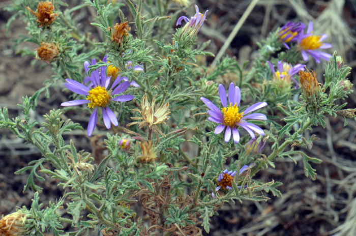 Mesa Tansyaster has green or grayish-green leaves that are arranged alternately along the stems. Note that the leaves are segmented (pinnatifid) and spine tipped. Machaeranthera tagetina